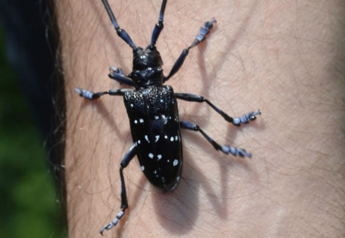 İlaçlama ve Mücadele Süreçleri