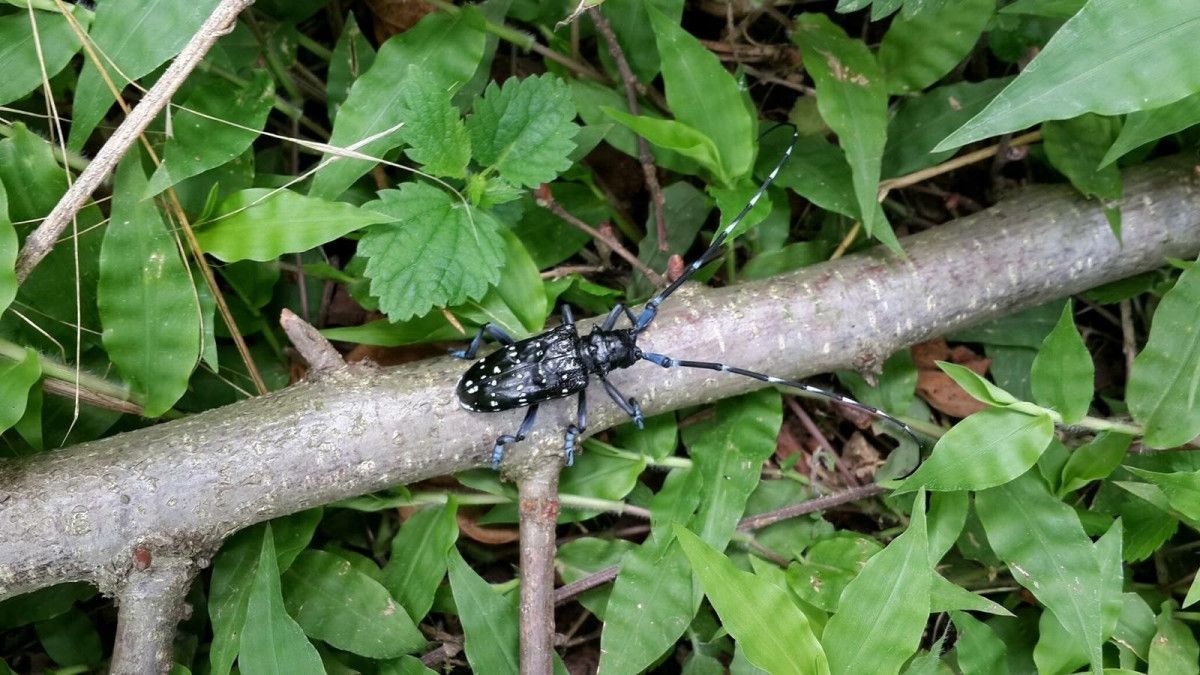 Biyolojik Mücadele ve Sonuçlar