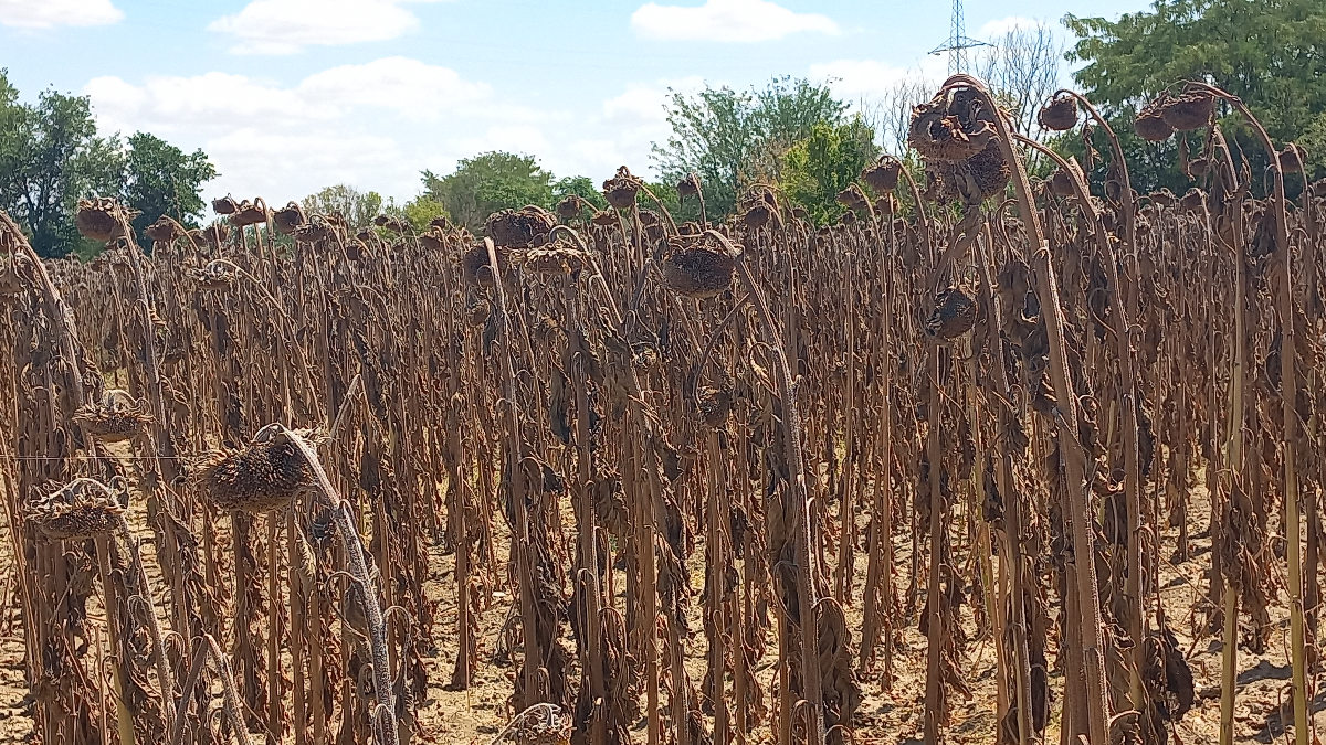 Alternatif Ürün Arayışları ve Çözüm Çabaları