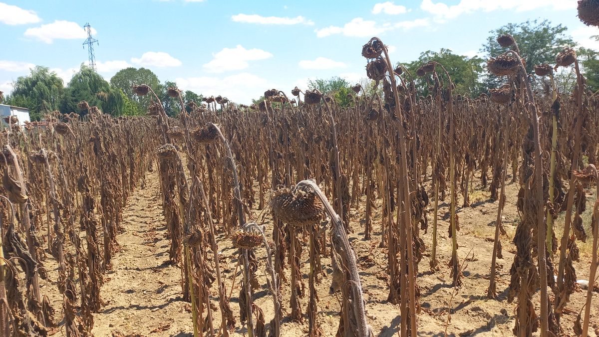 Alternatif Ürün Arayışları ve Çözüm Çabaları