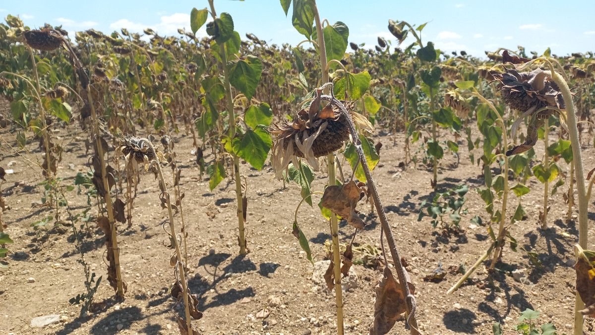 Trakya Bölgesinde Şiddetli Kuraklık Ayçiçeği Üretimini Vurdu