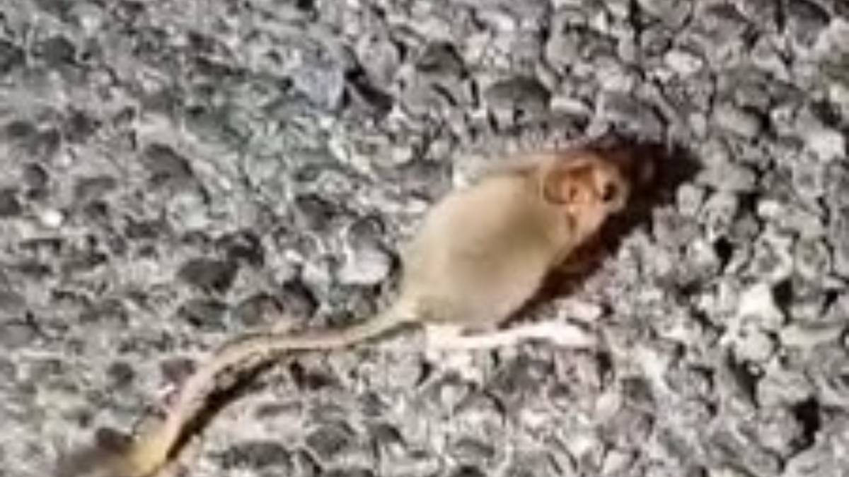 Tunceli'de Nesli Tehlike Altında Olan Kırmızı Listede Yer Alan Arap Tavşanı Görüntülendi