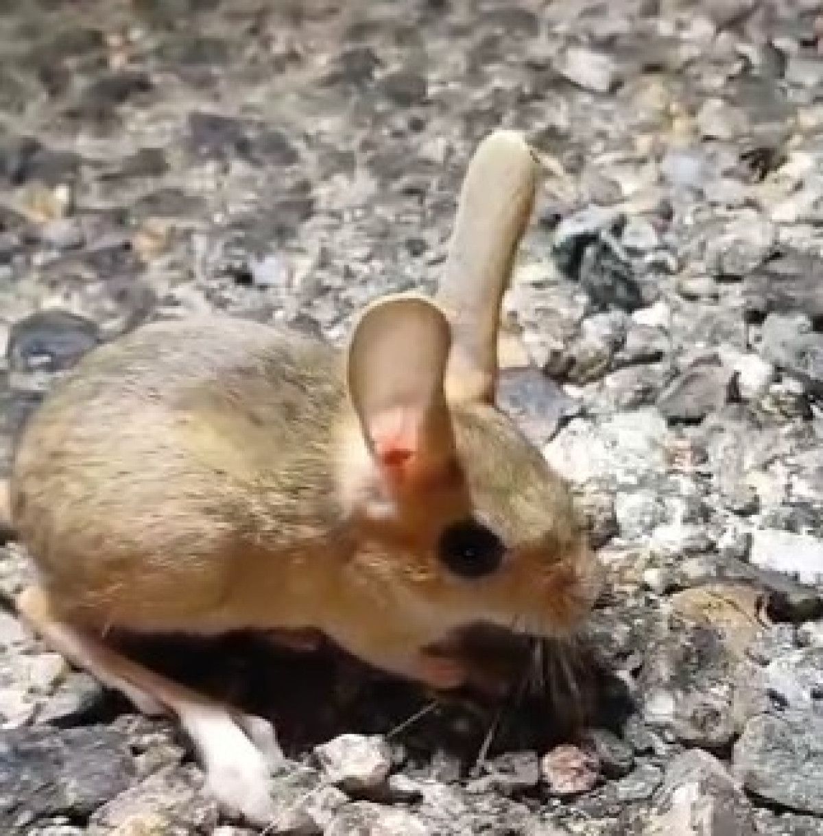 Tunceli'de Nesli Tehlike Altında Olan Kırmızı Listede Yer Alan Arap Tavşanı Görüntülendi