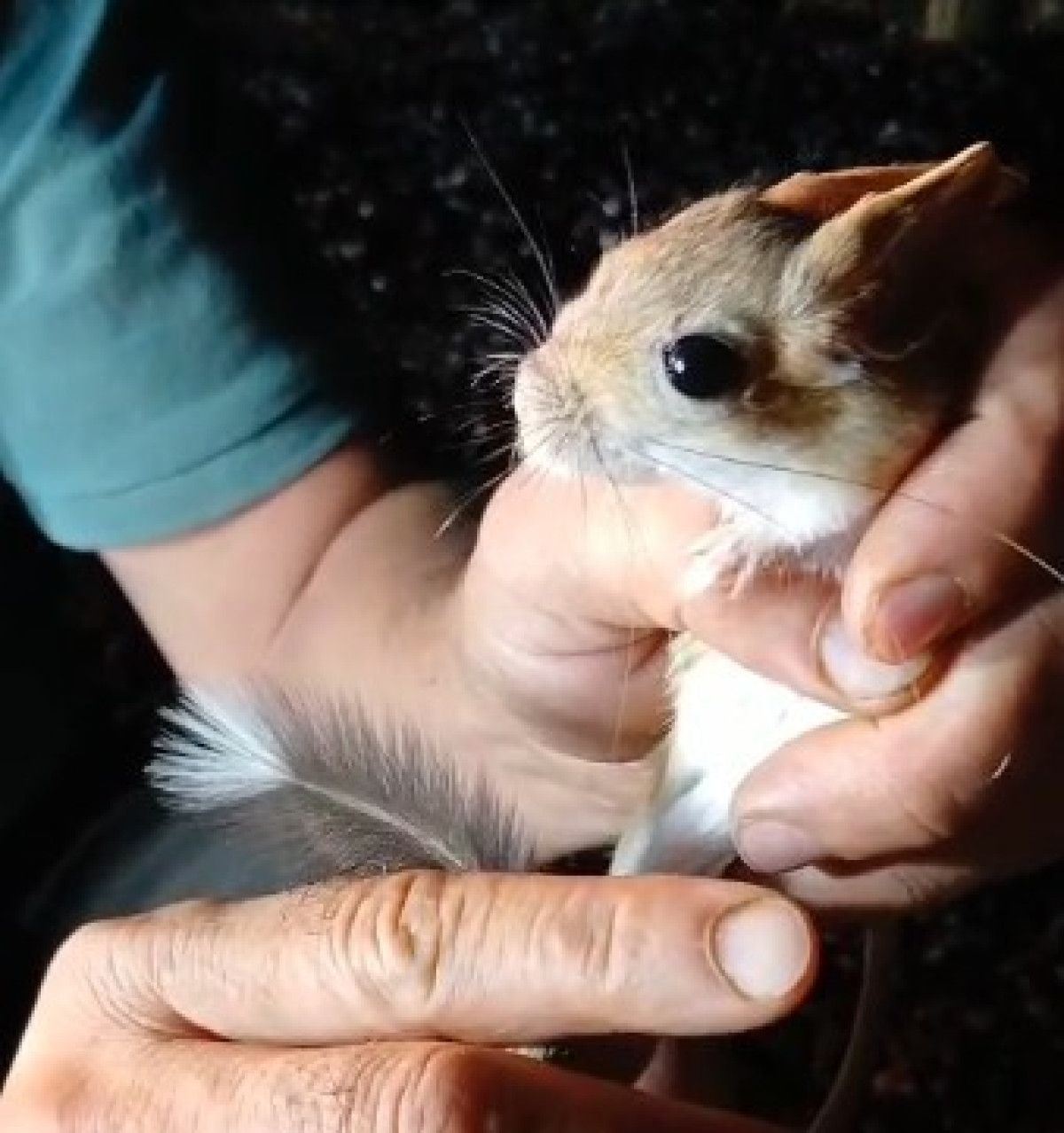 Tunceli'de Nesli Tehlike Altında Olan Kırmızı Listede Yer Alan Arap Tavşanı Görüntülendi