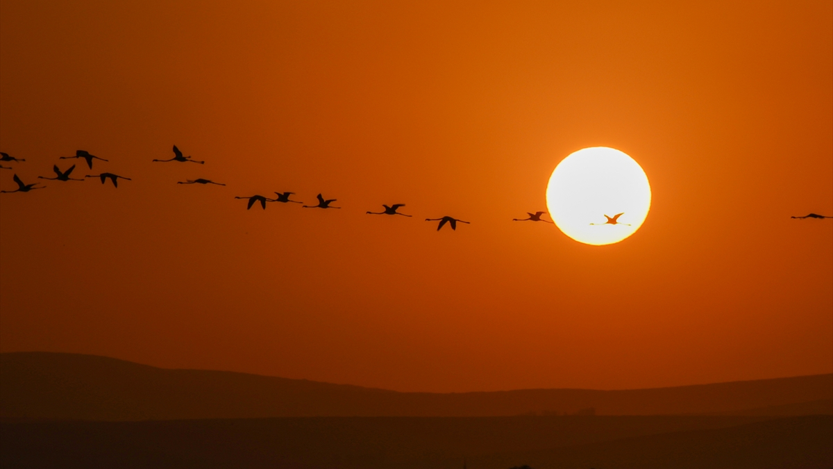 Van Gölü Üzerinde Eşsiz Uçuşlar ve Doğa Fotoğrafçılığı