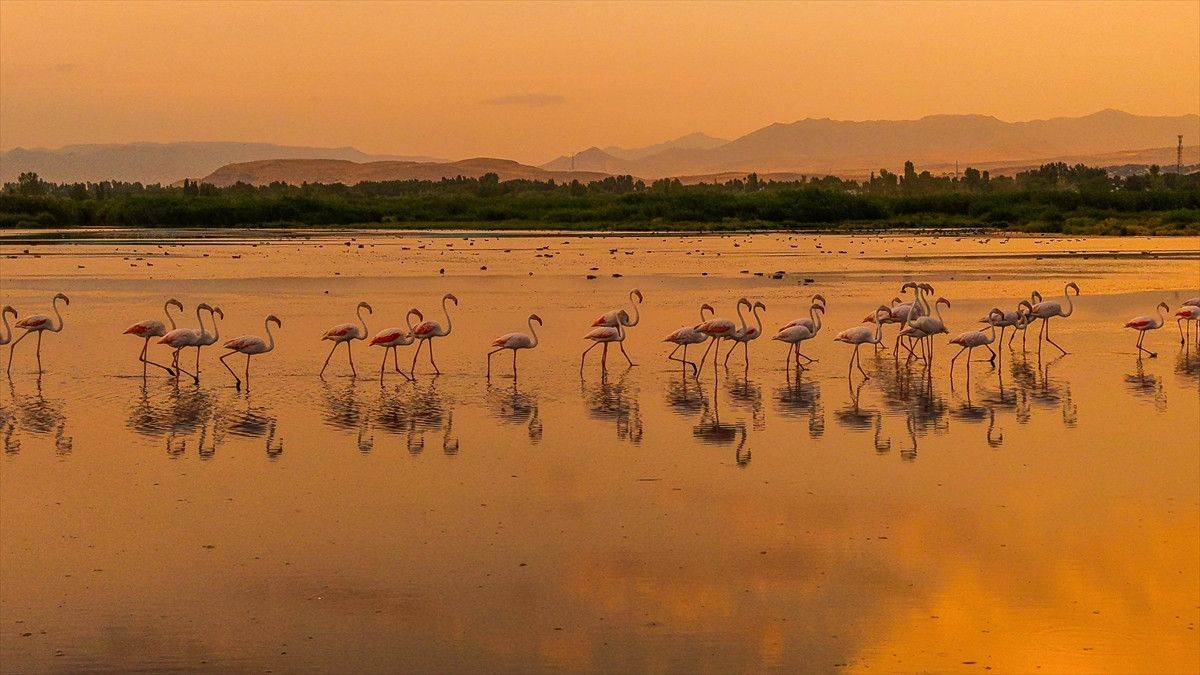 Van Gölü Üzerinde Eşsiz Uçuşlar ve Doğa Fotoğrafçılığı