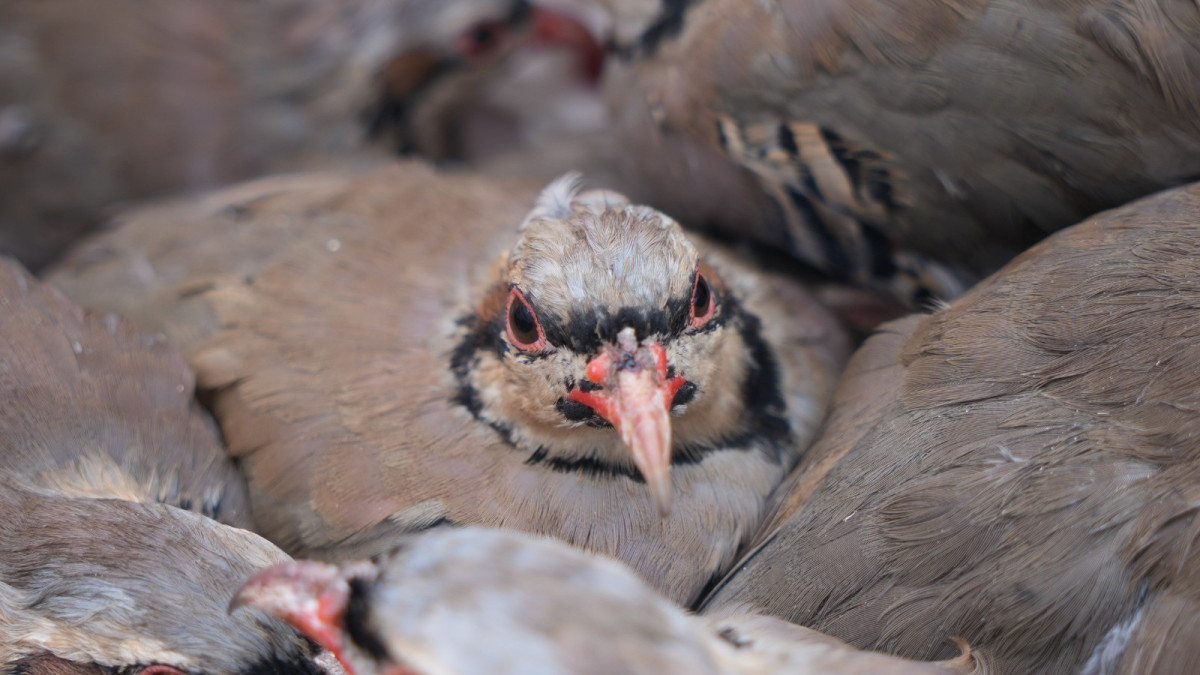 Bilimsel Bulgular Kekliklerin Keneler İçin Uygun Konakçı Olduğunu Kanıtlıyor