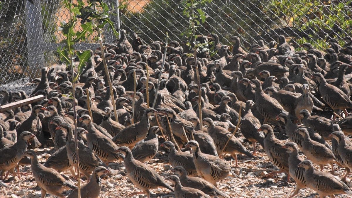 Kenelere Karşı Alınması Gereken Önlemler