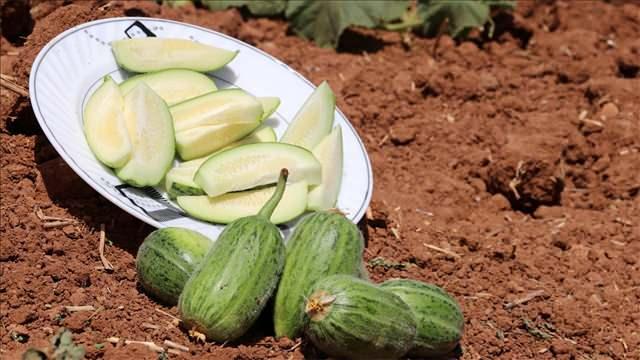 Viranşehir'in Endemik Lezzeti Şelengo Turşusu Tarifi ve Yapım Aşamaları