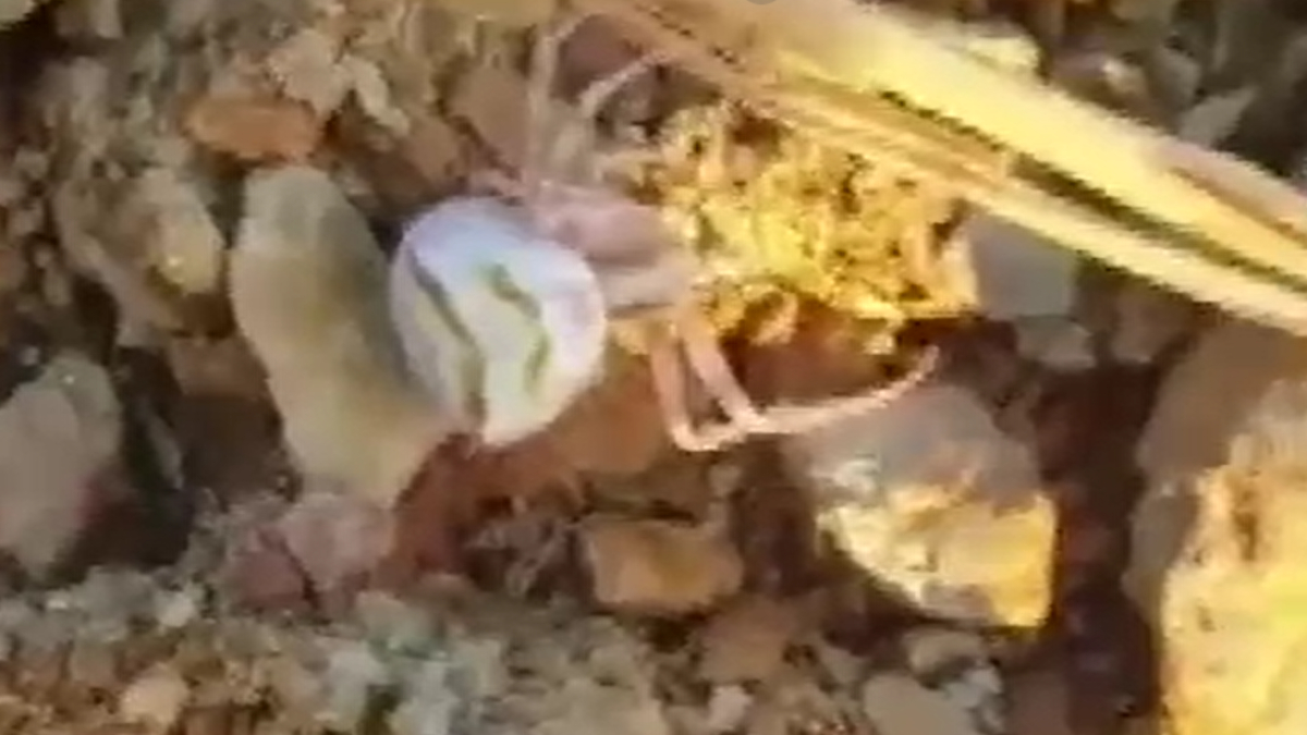 Köşeli Yengeç Örümceği Olarak Tanınıyor