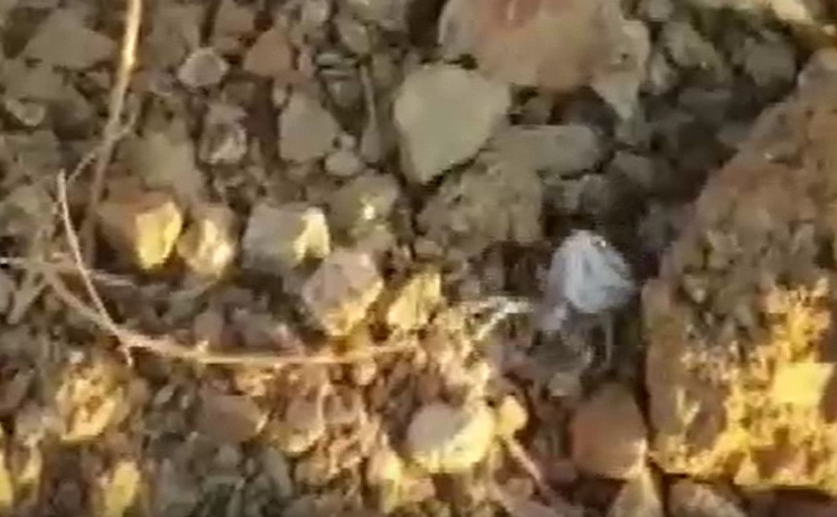 Köşeli Yengeç Örümceği Olarak Tanınıyor