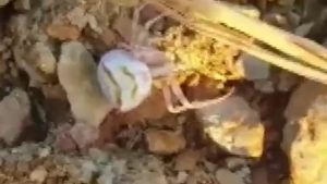 Yalova’da İnsan Yüzlü Örümcek Görüldü: İlginç ve Tuhaf Bir Olay