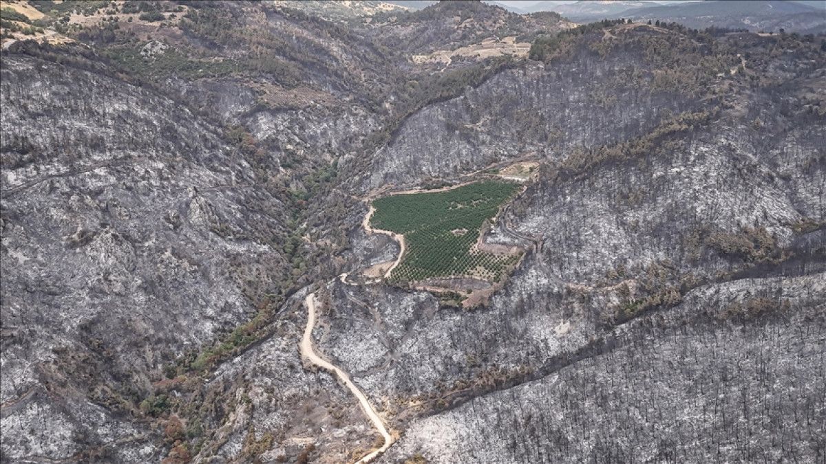 Yanan Ormanların Yeniden Canlanması ve Zaman Çizelgesi