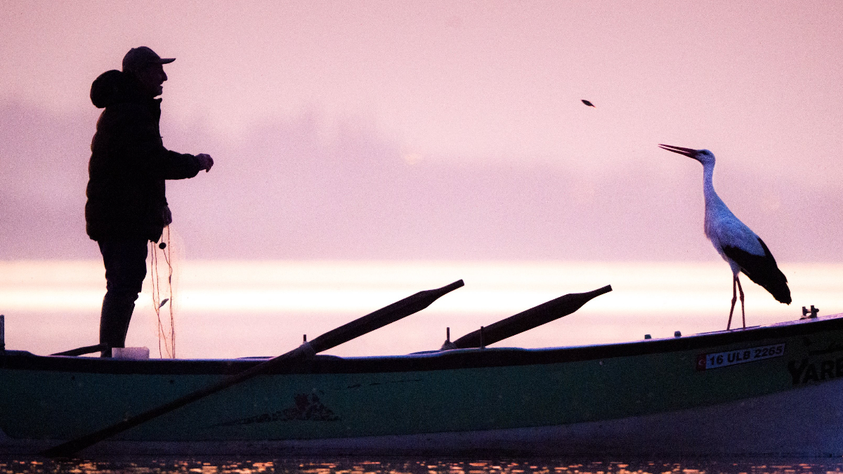 Yaren Leylek Eylül Gelmeden Geldi