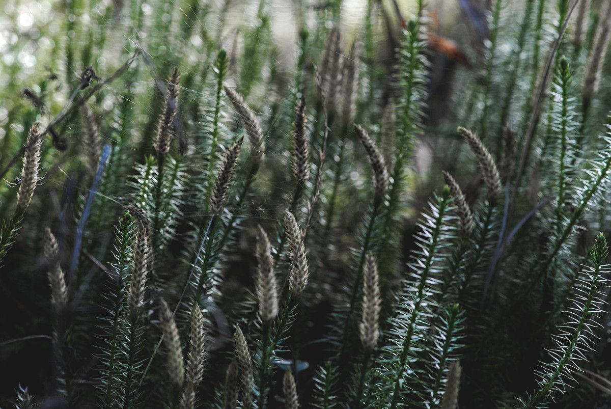 Sağlığa Faydaları ve Kullanım Amaçları