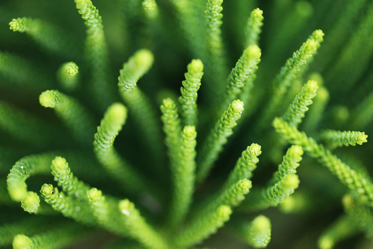 Yüzyıllardır Şifa Dağıtan Kibrit Otunun Keşfedilmemiş Gücü