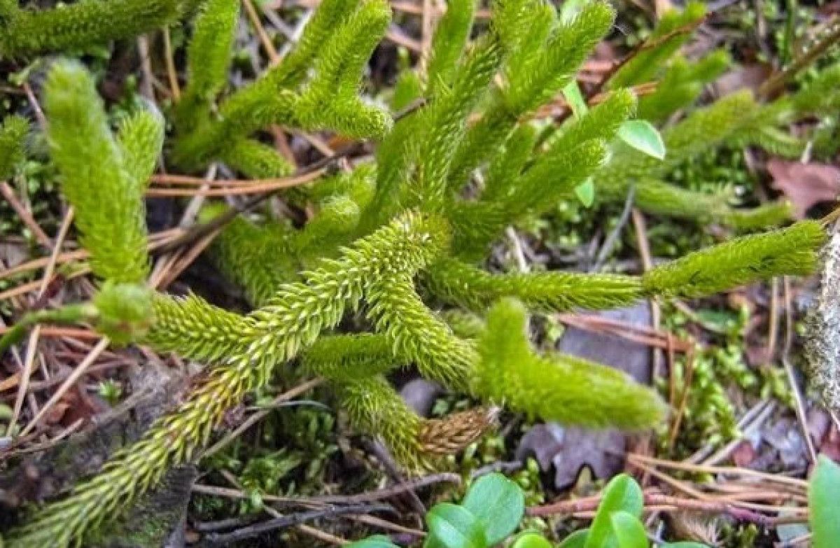 Yüzyıllardır Şifa Dağıtan Kibrit Otunun Keşfedilmemiş Gücü