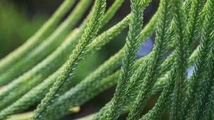 Yüzyıllardır Şifa Dağıtan Kibrit Otunun Keşfedilmemiş Gücü