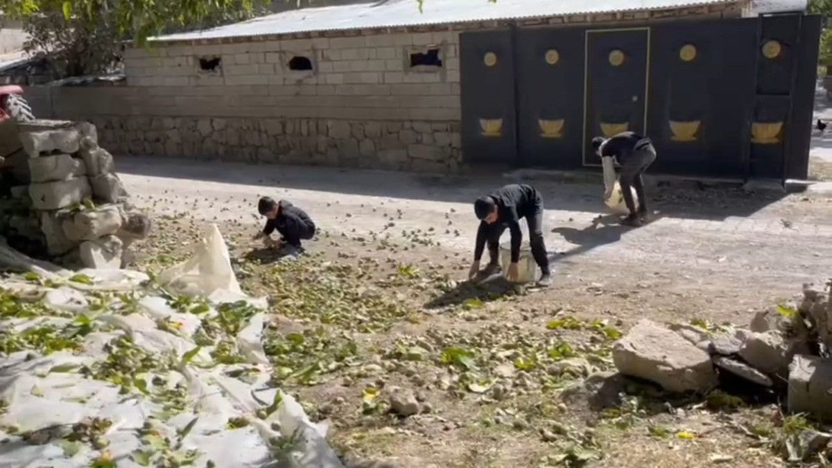 Adilcevaz Cevizinin Hasadıyla Bitlis'te Doğanın Zenginliği Kutlanıyor