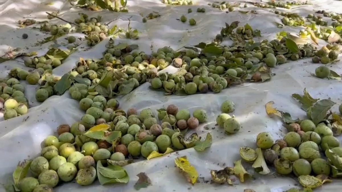 Adilcevaz Cevizinin Hasadıyla Bitlis'te Doğanın Zenginliği Kutlanıyor