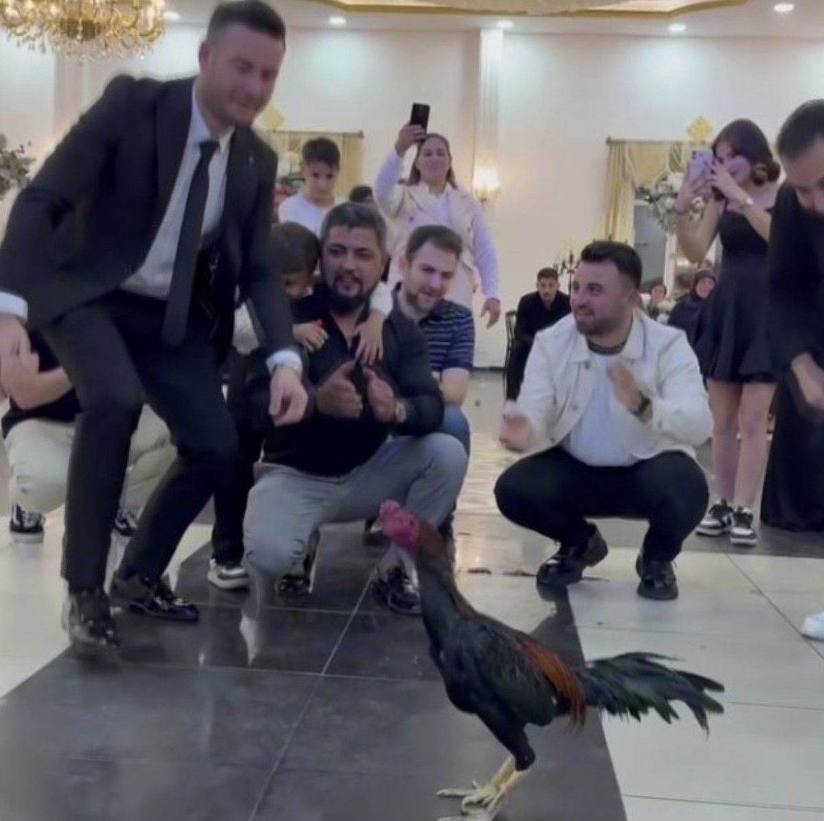 Amasya Düğününde Damada 250 Bin TL Değerinde Hint Horozu Hediye Edildi