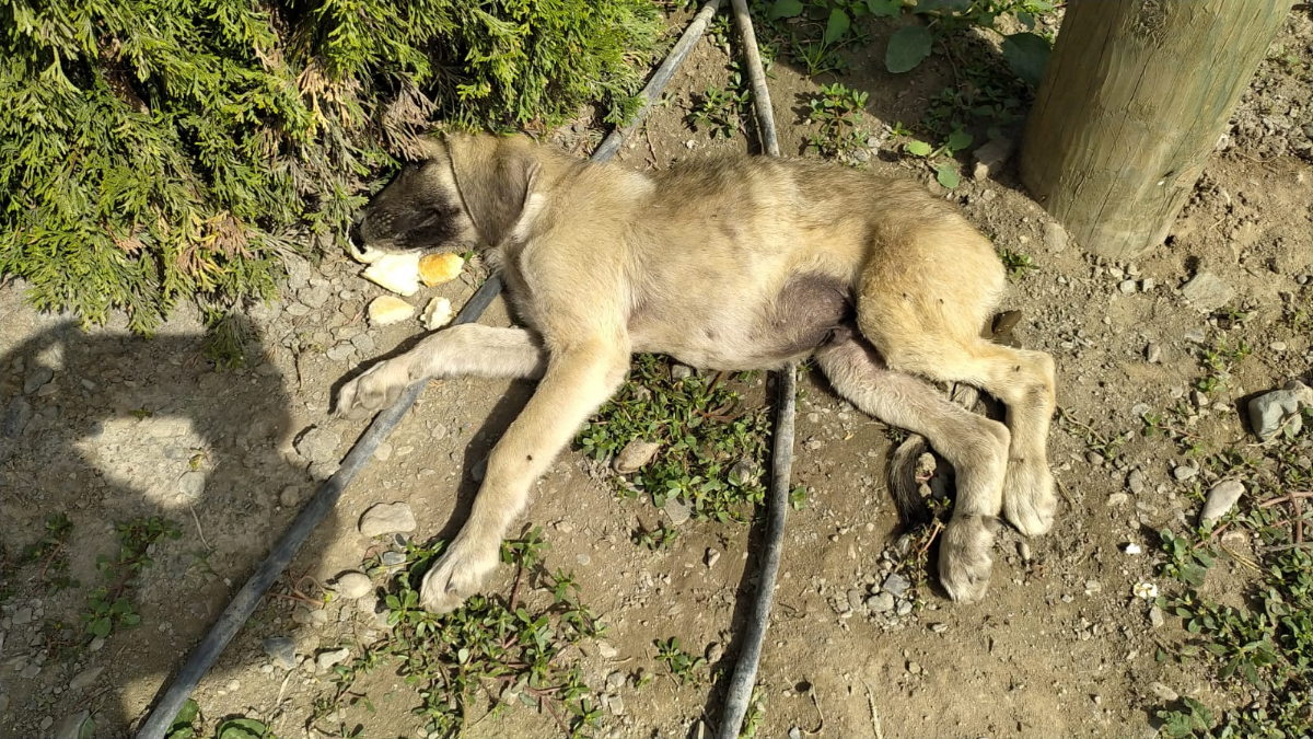 Yaralı Yavruya Yardım Eli