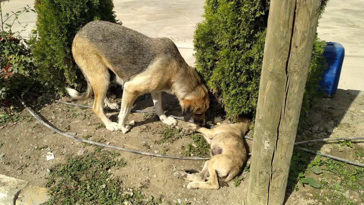 Amasya'da Bir Köpek, Yaralanan Yavrusunun Başından Ayrılmıyor