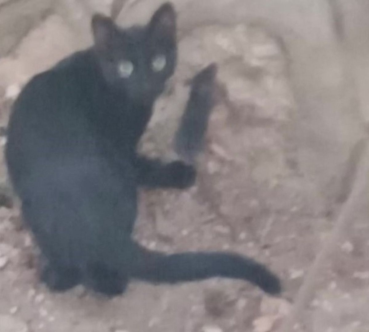 Kedinin Farenin Yanında Durması Çevreyi Hayretler İçinde Bıraktı