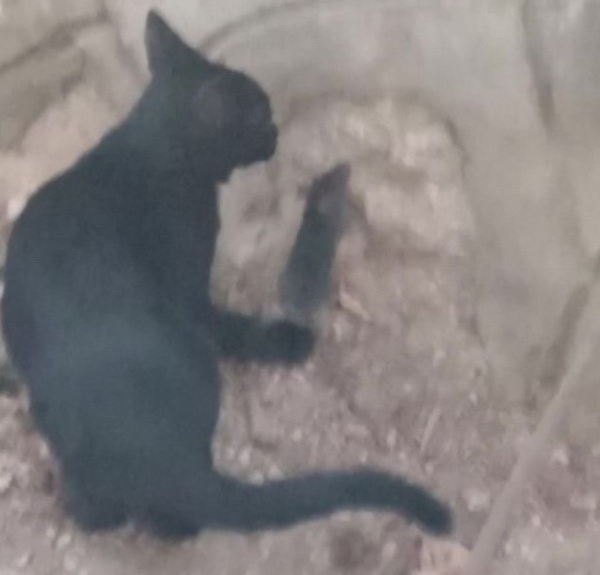 Çevredekiler de Hayrete Düştü