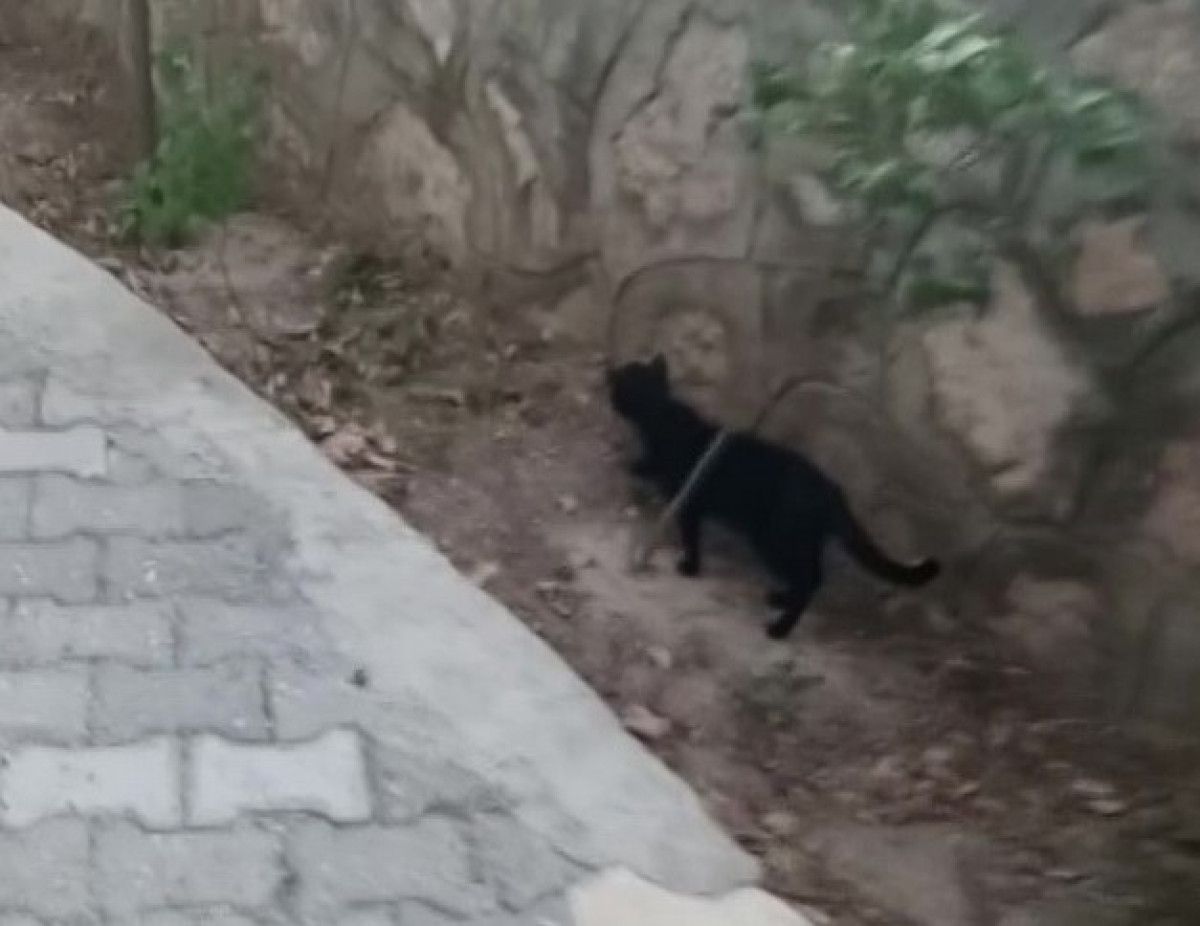 Amasya'da Kedi ve Farenin Beklenmedik Dostluğu