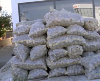 Antalya’da 1,5 Ton Patates İmha Edildi – Güvenlik ve Hijyen Önceliği
