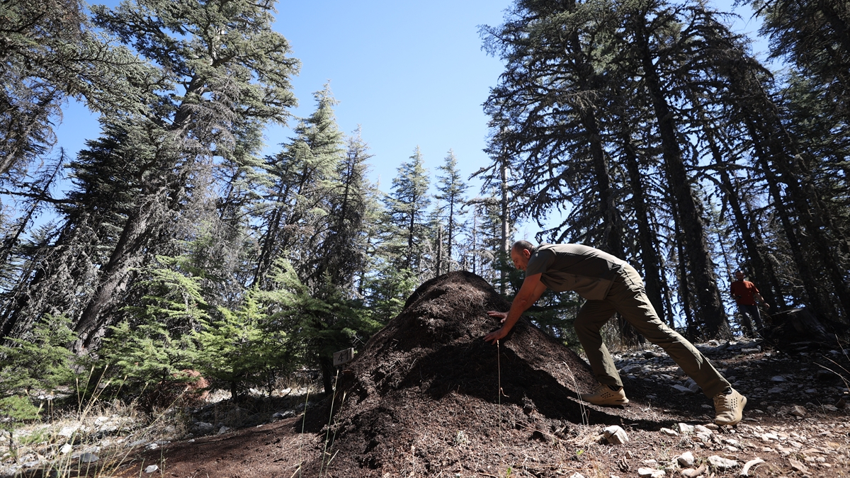 Zararlılara Karşı Doğal Savunma Mekanizması