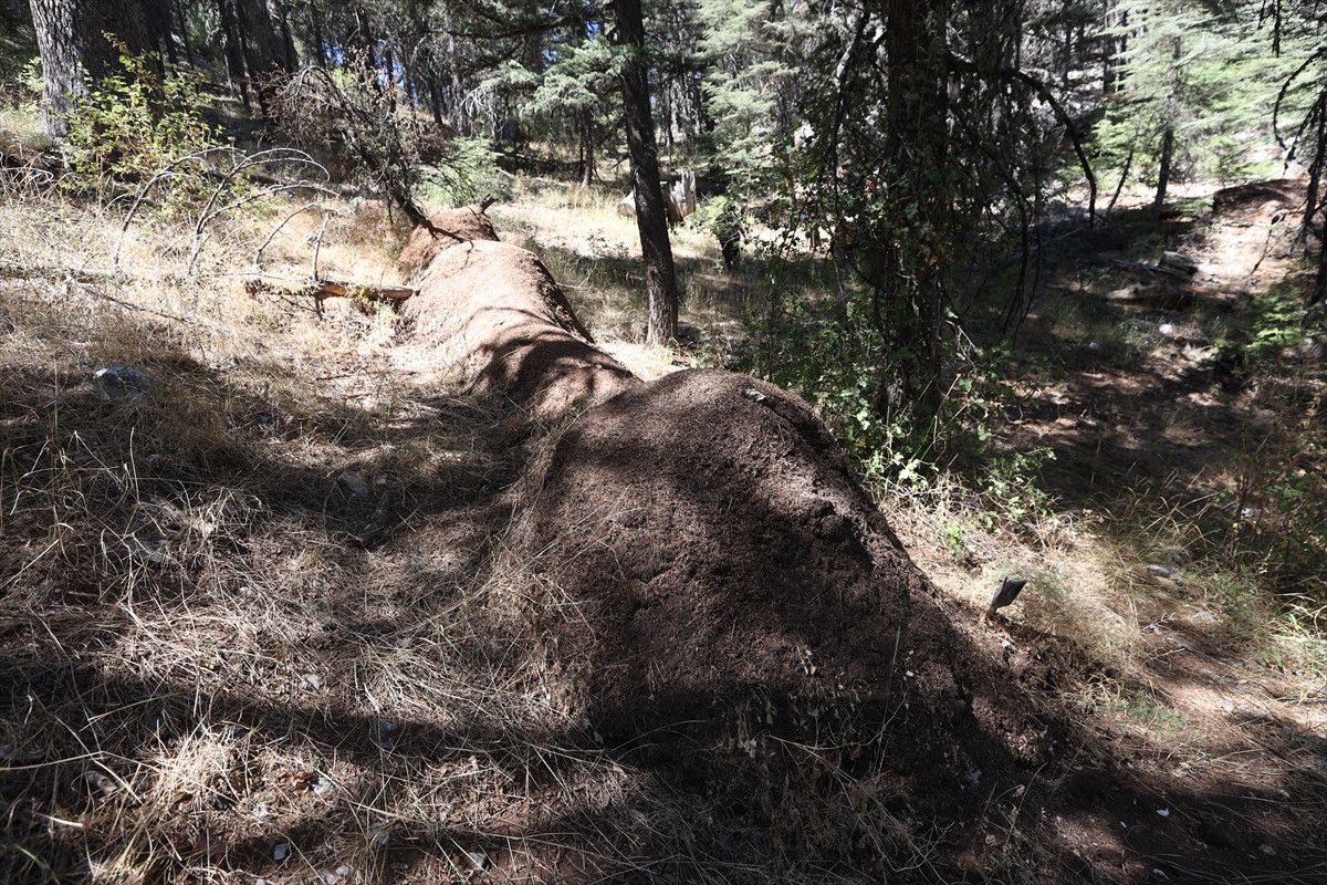 Zararlılara Karşı Doğal Savunma Mekanizması