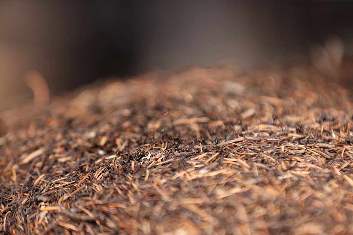 Antalya'da Asırlık Sedir Ağaçları ve Kırmızı Orman Karıncaları Hikayesi