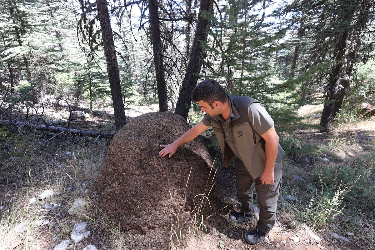 Koruma ve Sürdürülebilirlik Çabaları