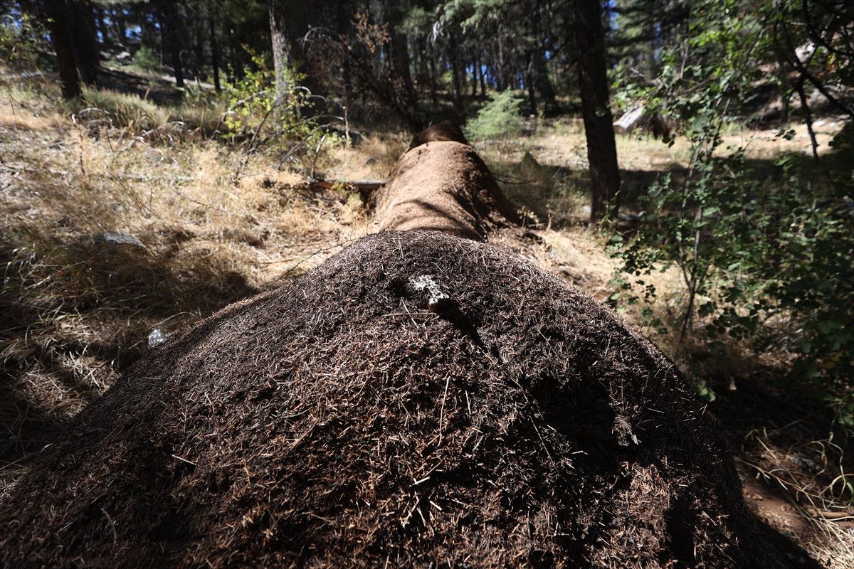 Koruma ve Sürdürülebilirlik Çabaları