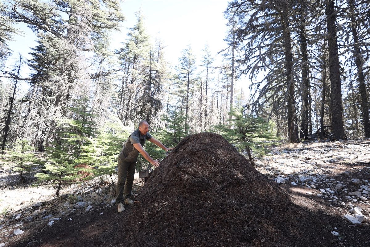 Antalya'da Asırlık Sedir Ağaçları ve Kırmızı Orman Karıncaları Hikayesi