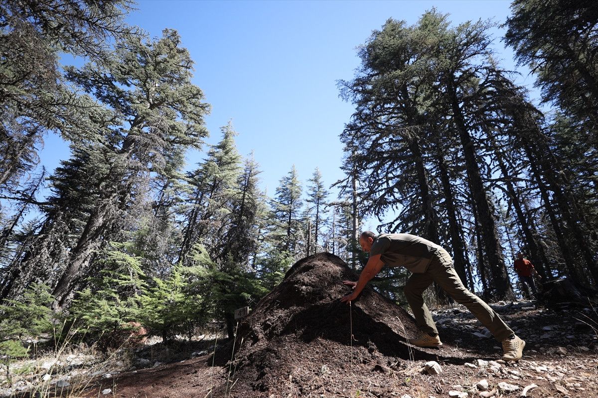 Antalya'da Asırlık Sedir Ağaçları ve Kırmızı Orman Karıncaları Hikayesi