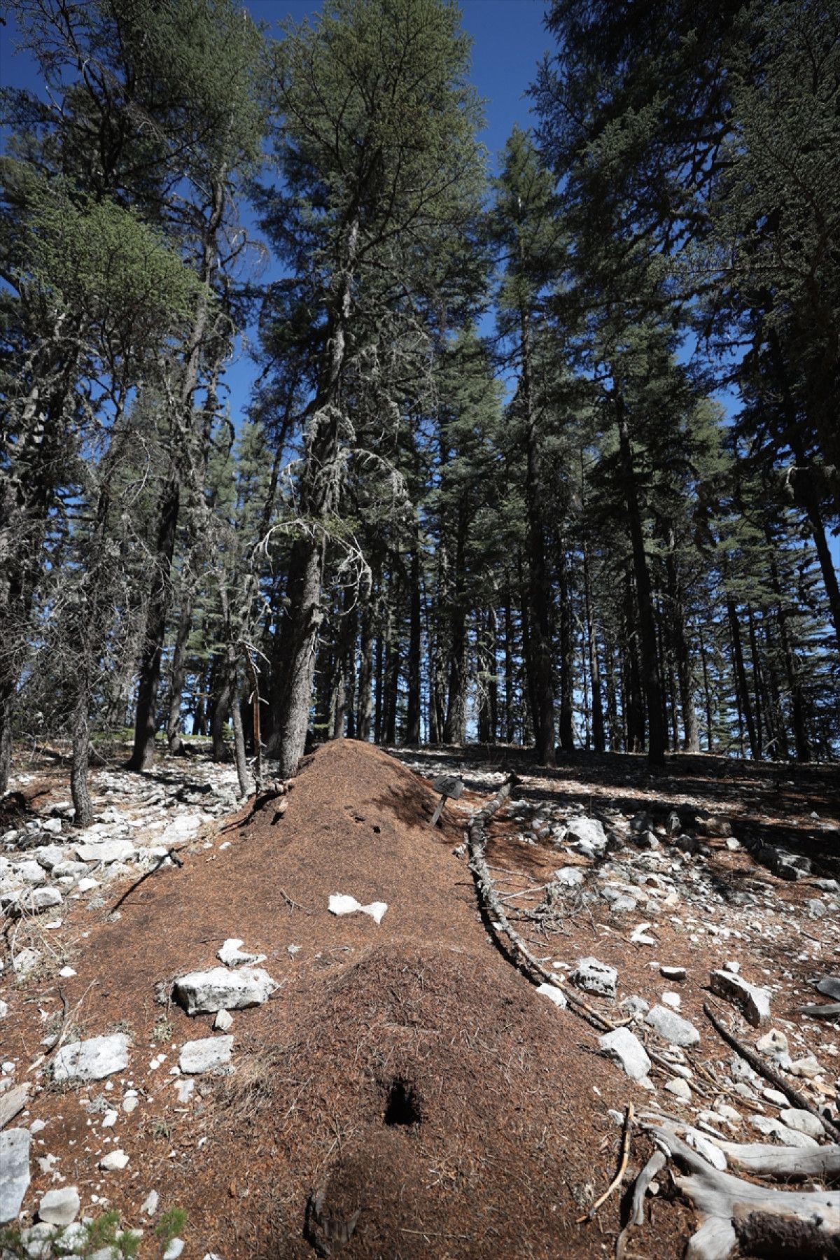 Antalya'da Asırlık Sedir Ağaçları ve Kırmızı Orman Karıncaları Hikayesi