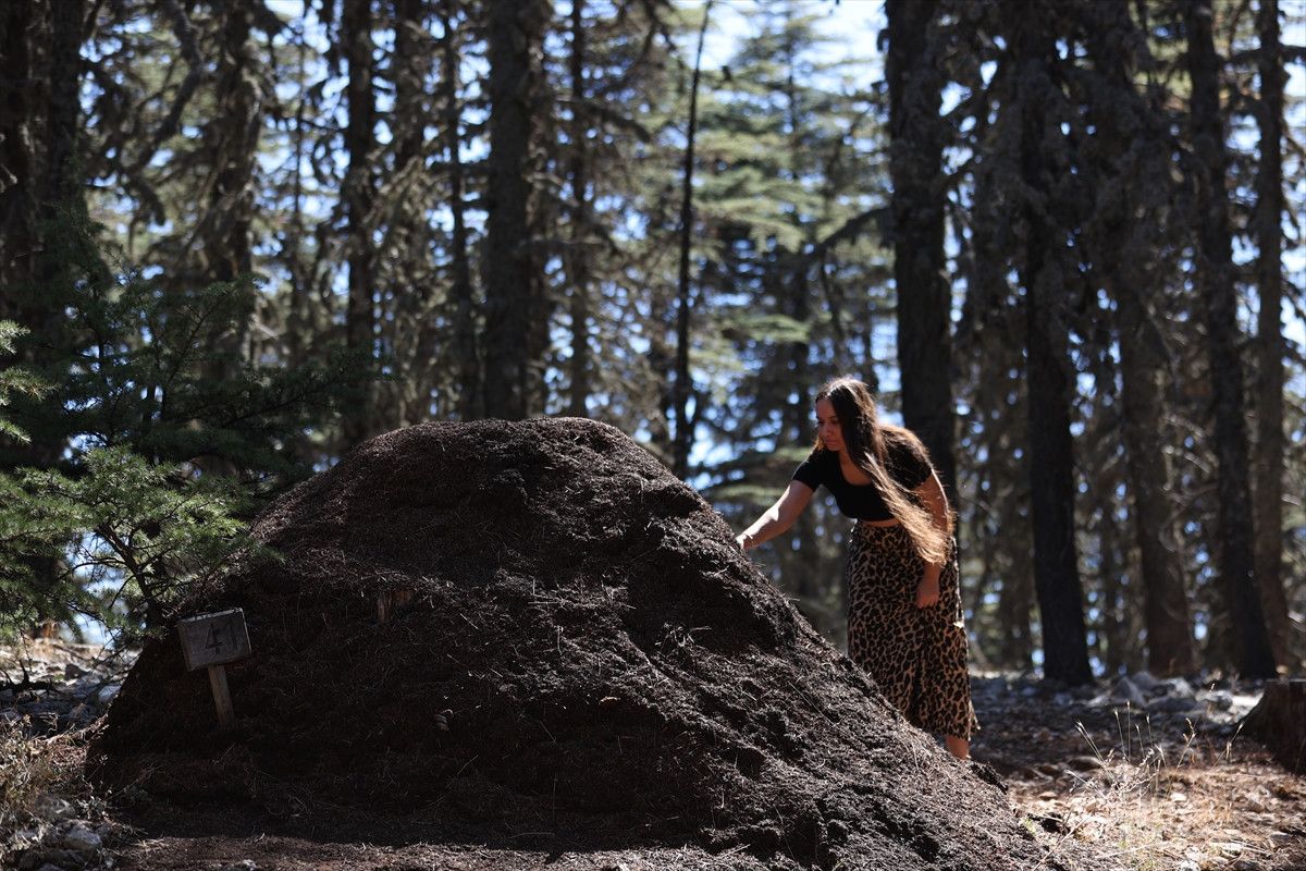Antalya'da Asırlık Sedir Ağaçları ve Kırmızı Orman Karıncaları Hikayesi