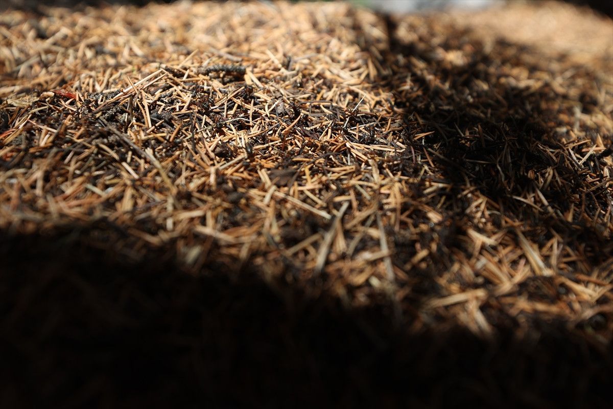 Antalya'da Asırlık Sedir Ağaçları ve Kırmızı Orman Karıncaları Hikayesi