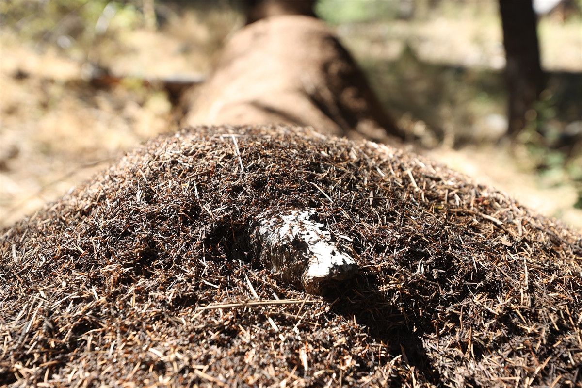Antalya'da Asırlık Sedir Ağaçları ve Kırmızı Orman Karıncaları Hikayesi