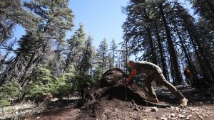 Antalya’da Asırlık Sedir Ağaçları ve Kırmızı Orman Karıncaları Hikayesi