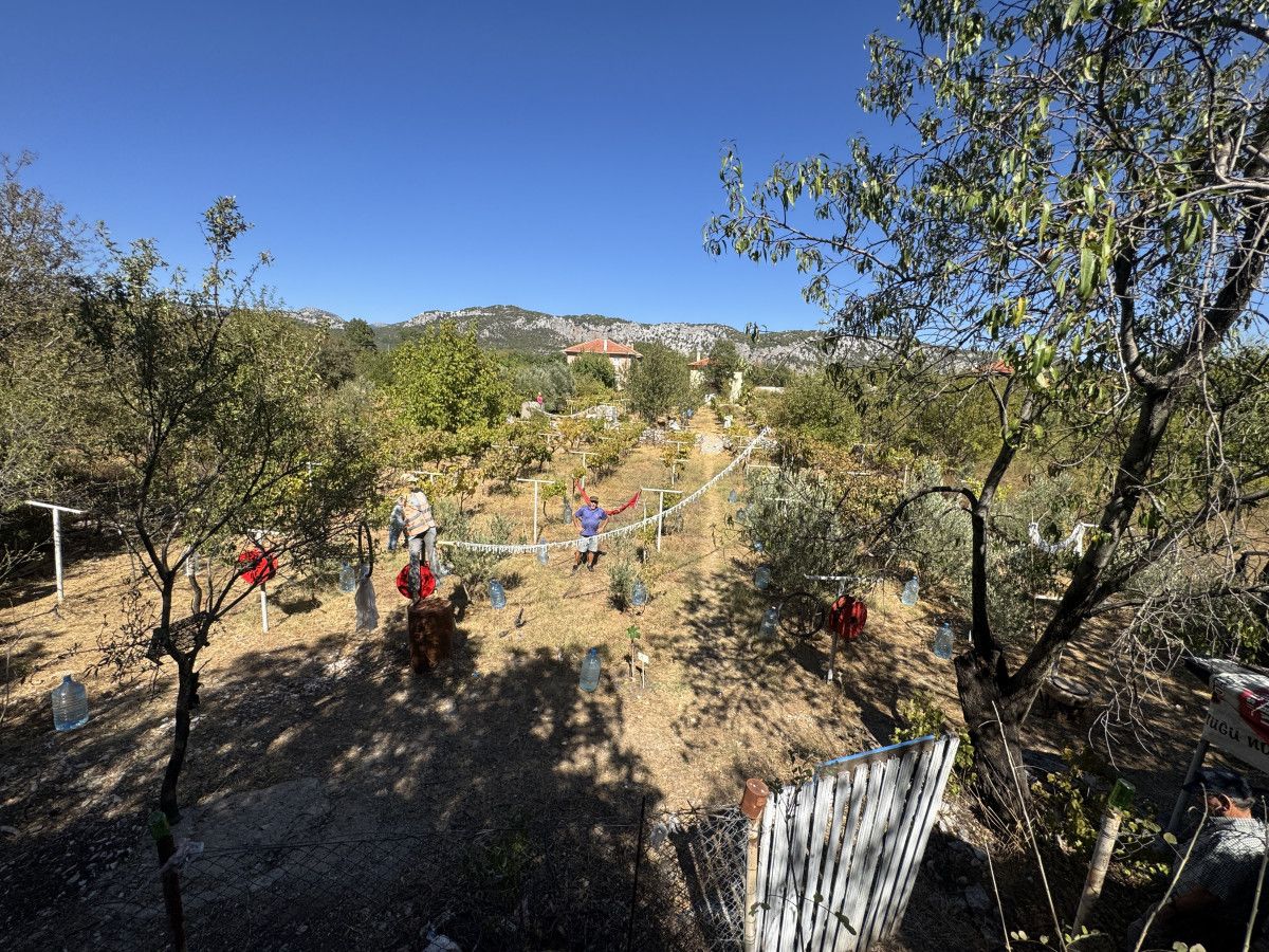 Antalya'da Geleneksel Yöntemlerle Pekmez Üretimi: Köklü Bir Ticaret ve Kültürel Miras