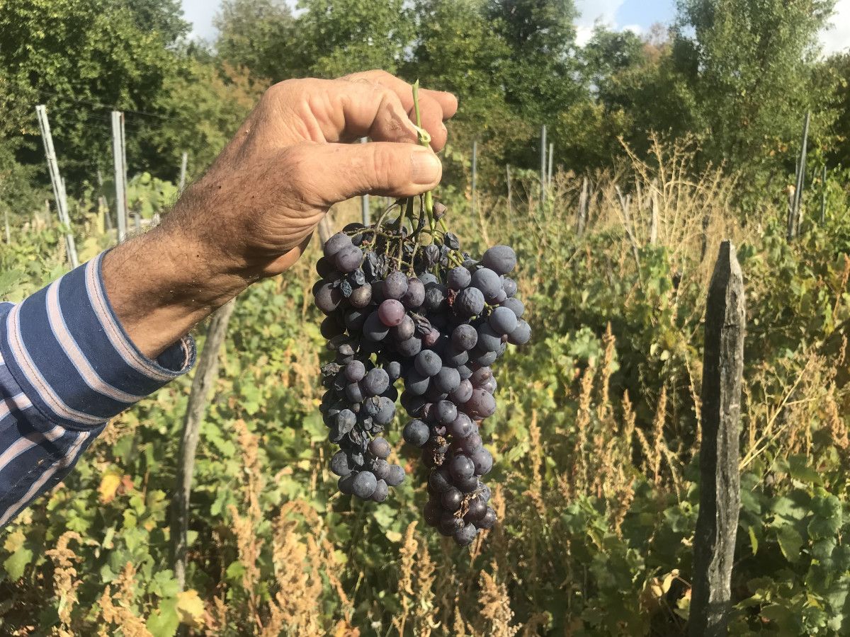 Sağlığa Katkıları ve Lezzet Sırrı