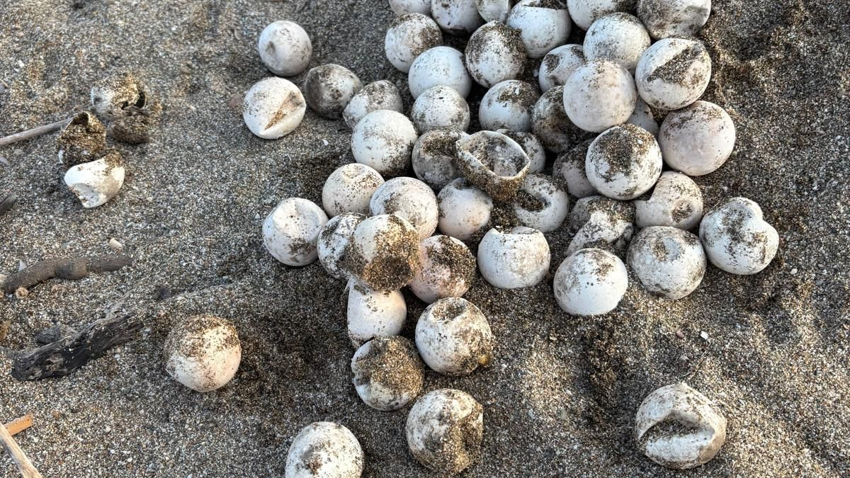 Yeşilöz Sahili ve Caretta Caretta Yuvaları