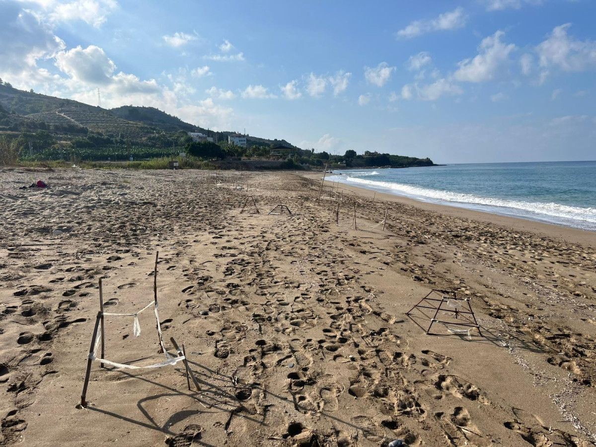 Koruma Çabaları ve Gönüllülerin Rolü