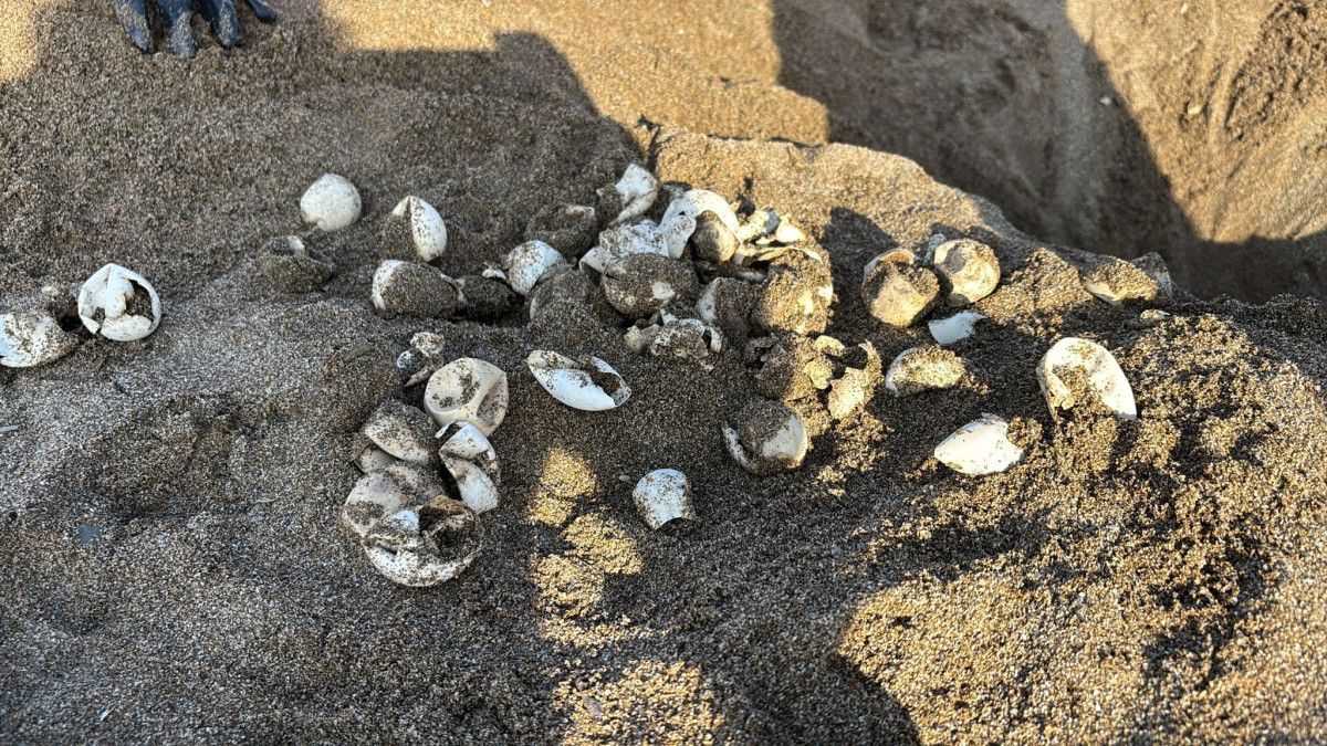 Yuva Sayısı ve Güncel Durum