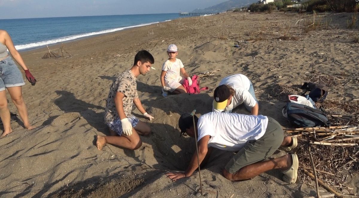 Antalya'da Gönüllülerin Çabasıyla Caretta Caretta Yavruları Denize Güzel Bir Yolculukla Ulaştı