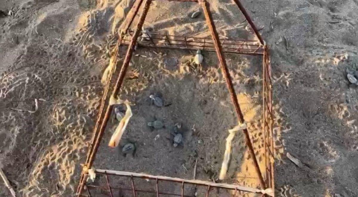 Antalya'da Gönüllülerin Çabasıyla Caretta Caretta Yavruları Denize Güzel Bir Yolculukla Ulaştı